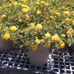 Lantana Gold Mound