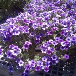 Phlox Intensia Blueberry