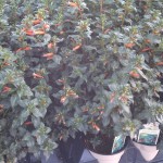 Cuphea Ignea (Cigar Plant)