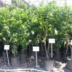 Citrus Trees