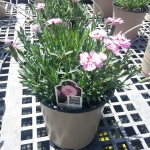 Dianthus Everlast Lavender with Eye