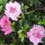 Conversation Piece Azalea