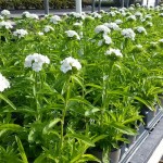 Dianthus Dash White 4.5