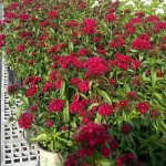 Dianthus Dash Crimson G
