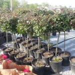 Knockout Rose Trees