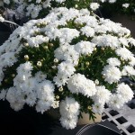 Argyranthemum Madeira Double White