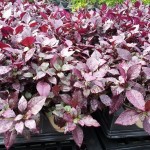 Alternanthera Little Ruby