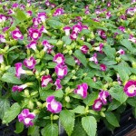 Torenia Kauai Magenta