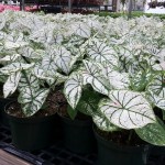 Caladium White Christmas 6" pots