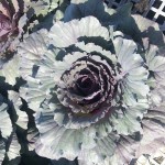 Cabbage Dynasty Red