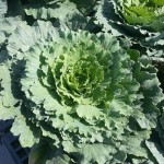 Cabbage Dynasty White