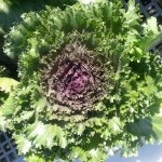 Kale Glamour Red